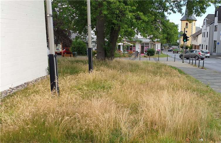 Was auf den ersten Blick verwildert anmutet ist eine bewusst naturnah gehaltene Fläche… wie zum Beispiel am Rathaus. Foto: Gemeinde Wachtberg/mk