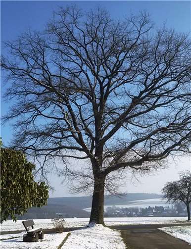 Was gibt es Schöneres als ein Trainingslauf durch die schneebedeckte Puderbacher Landschaft. Dieses Foto wurde vom Wolderter Friedhof Richtung Woldert aufgenommen und uns von Dietrich Rockenfeller zugesandt.Dietrich Rockenfeller