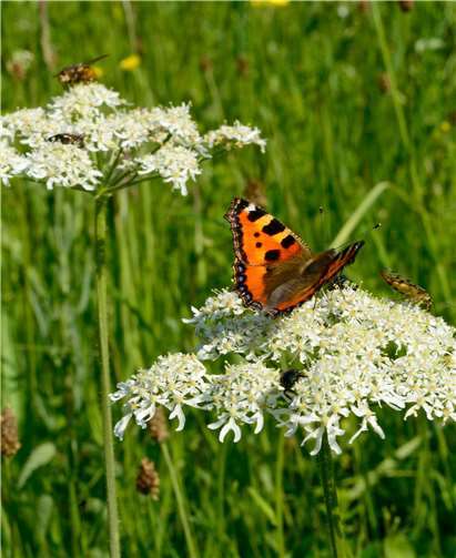 Was jeder einzelne gegen ein Verschwinden beispielsweise von Schmetterlingen unternehmen kann, erläutert Dr. Andreas Segerer. Foto: Harry Neumann/NI