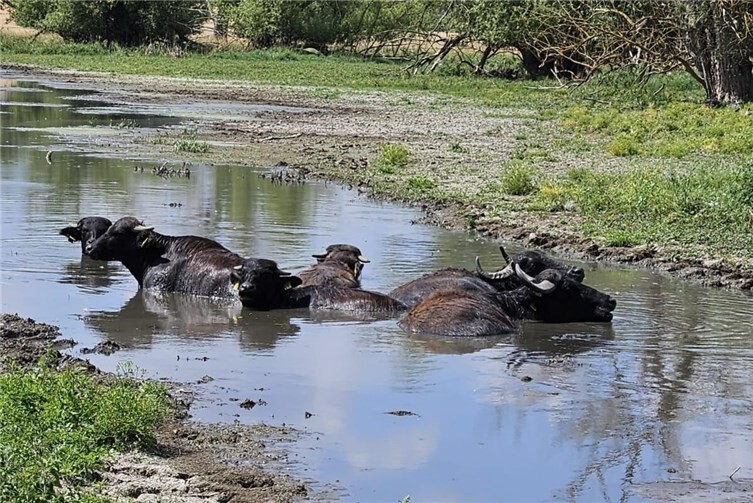 Wasserbüffel lieben Feuchtwiesen mit sumpfigen Untergründen und die dort wachsenden Pflanzen. 