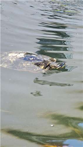 Wasserschildkröte im Poecitarium Polch.