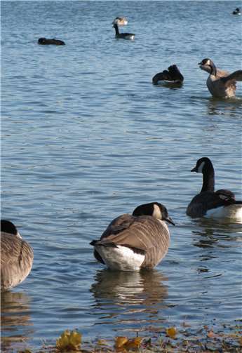 Wasservögel wie diese Kanadagänse am Dreifelder Weiher können mit dem Virus der Vogelgrippe infiziert sein, ohne zu erkranken und ihre Flugfähigkeit zu verlieren. Kreisverwaltung