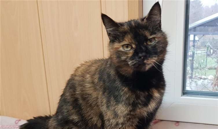 Schmusekatze sucht Lieblingsmensch