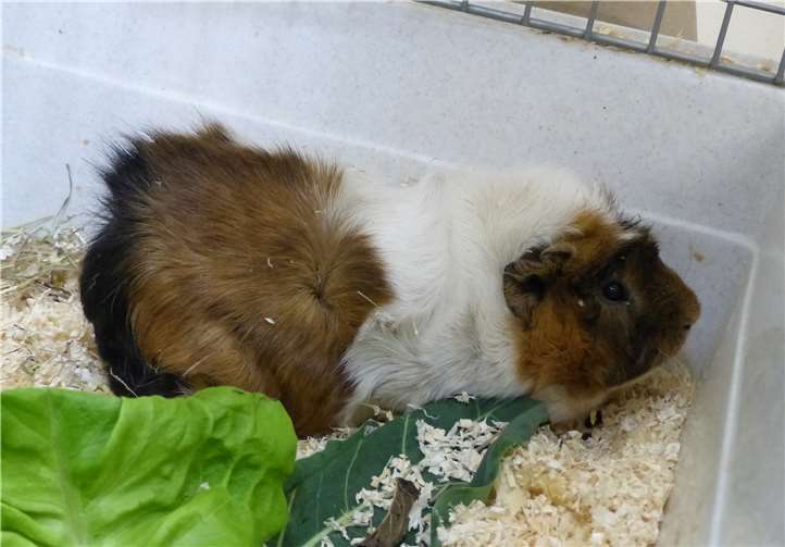 Wega ist weiblich und 2014 geboren.