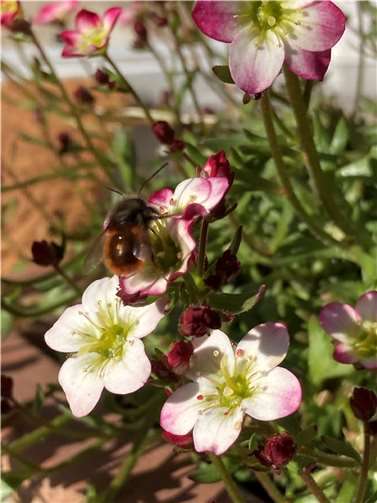 Weibliche Mauerbiene auf Rosen-Steinbrech.