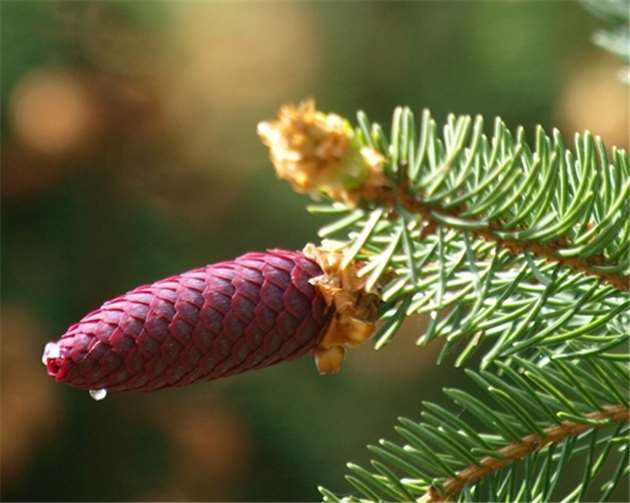 Weiblicher Fichtenzapfen, der auf die Bestäubung durch gelbe, männliche Blütenpollen wartet. Thomas Boehl