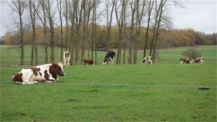 Weidegang auf dem Aller Wiesenhof Maxsain Foto: Detlef Groß, DLR Westerwald-Osteifel)