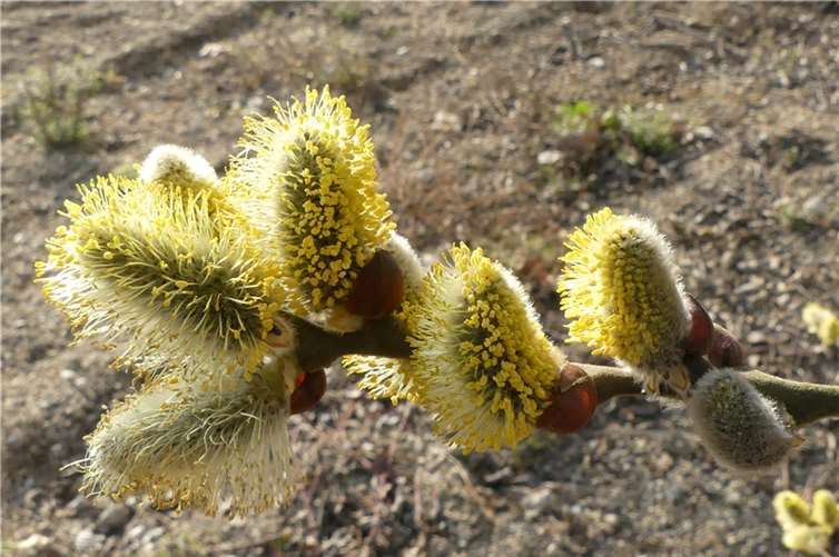 Weidekätzchen.Karl Heinz Scheuren