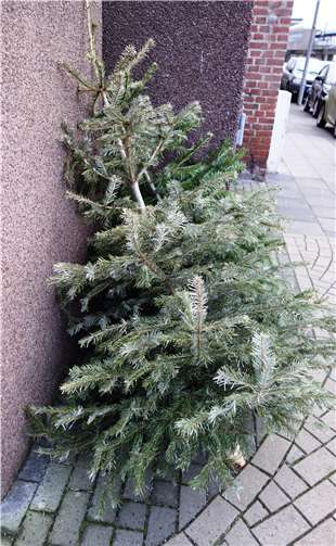 Weihnachtsbäume gehören abgeschmückt, bevor sie im Müllfahrzeug landen.  RSAG AöR
