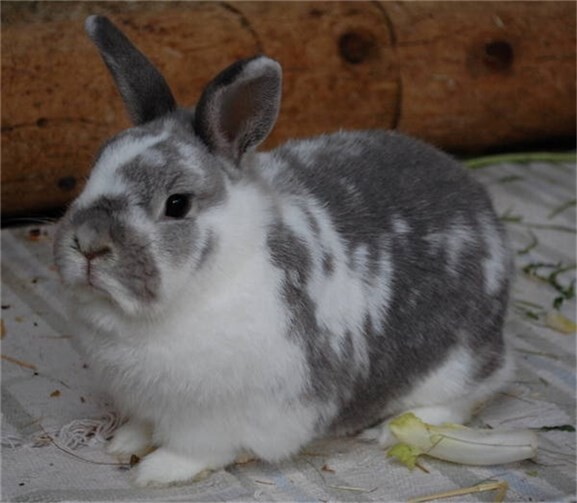 Weil seine Besitzer keine Kaninchen mehr halten wollten, kam Fritzi ins Tierheim. privat