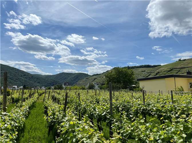Weinanbau an der Ahr.  Foto: ROB 