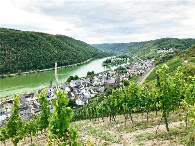 Weinanbau in Hatzenport. Foto: Kreisverwaltung/Damian Morcinek