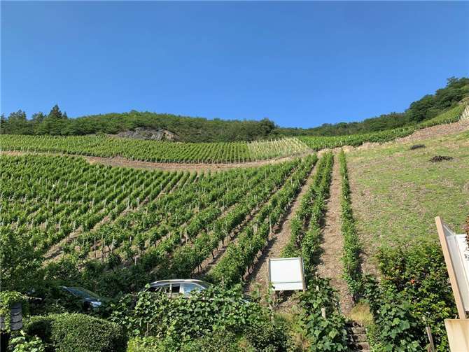 Ahrtal: Hubschrauberspritzung beginnt bald Weinberg im Ahrtal. Foto: ROB