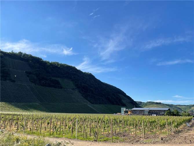 Weinberg in Dernau.  Foto: ROB
