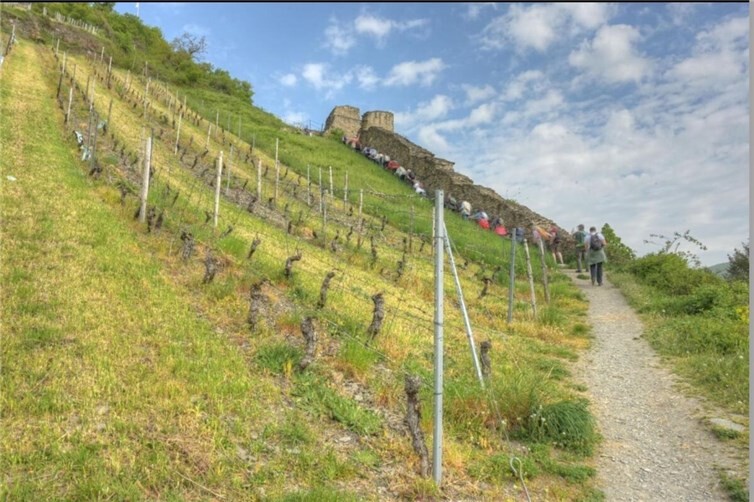 Weinberge am Mittelrhein haben eine jahrhundertealte Tradition. 