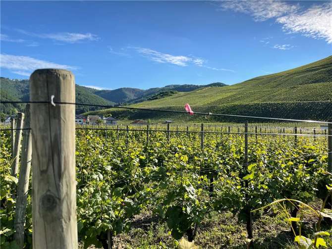 Weinberge bei Dernau.  Foto: ROB