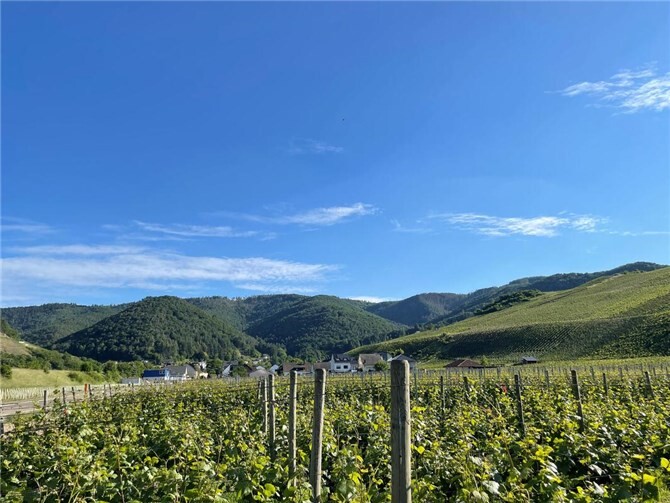 Weinberge im Ahrtal.  Foto: ROB