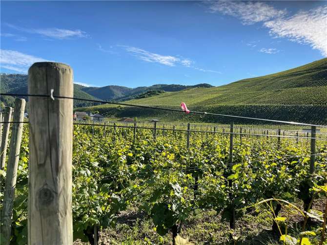 Weinberge im Ahrtal bei Dernau.  Foto: ROB