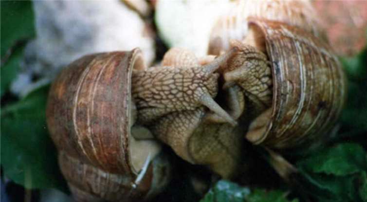 Weinbergschnecken bei der Paarung. Foto: WITE
