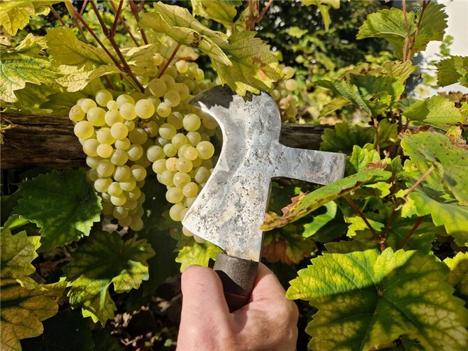 Weinlese 2023 in der RömerWelt mit historischem / römischem Rebmesser.