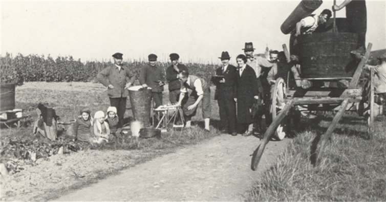 Weinlese in früheren Zeiten. Repro: Werner Schüller