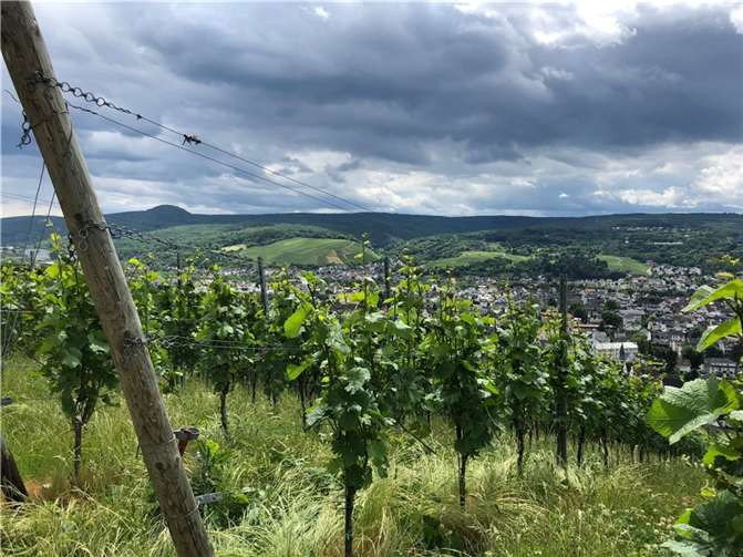 Weinreben im Ahrtal.  Foto: SGD Nord