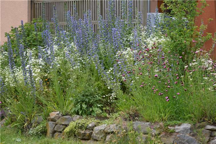 Weißes Mutterkraut inmitten von blauem Natternkopf und pinken Kartäusernelken.  Fotos: privat