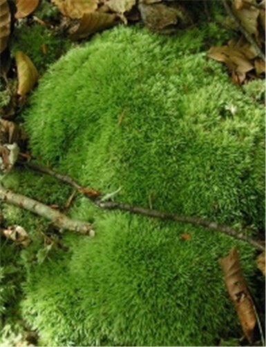 Weißmoose (Leucobryum ssp.). Alle heimischen Arten und wild lebenden Populationen.