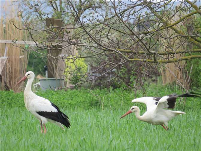 Weißstörche vor dem Naturschutzgarten in Niederwerth. Als Offenlandart sind sie aber auf Freiflächen angewiesen.