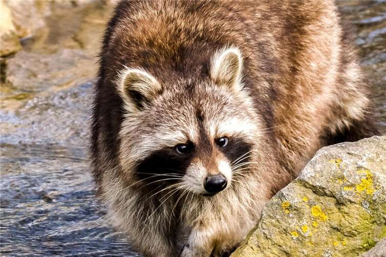 Welche „neuen Nachbarn“ haben sich in den letzten Jahren im Park angesiedelt?Foto: privat