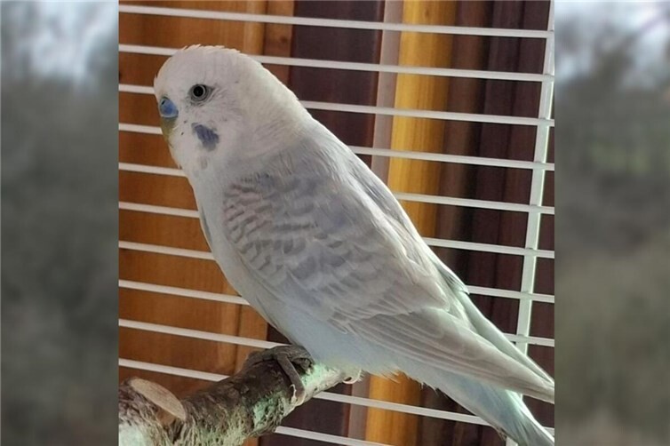 Wellensittich Chico. Foto: Tierschutz Siebengebirge