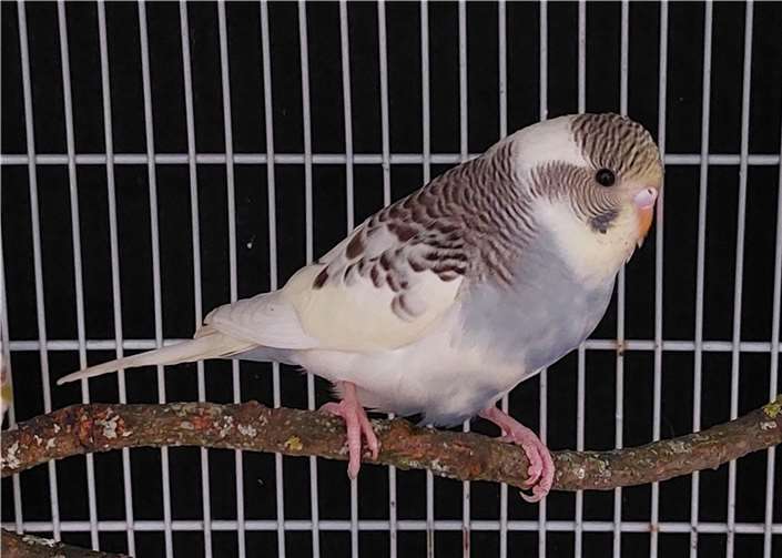 Wellensittich Fly.Foto: Tierheim u. Tierschutzverein Kreis Ahrweiler e.V. , Claus Krah