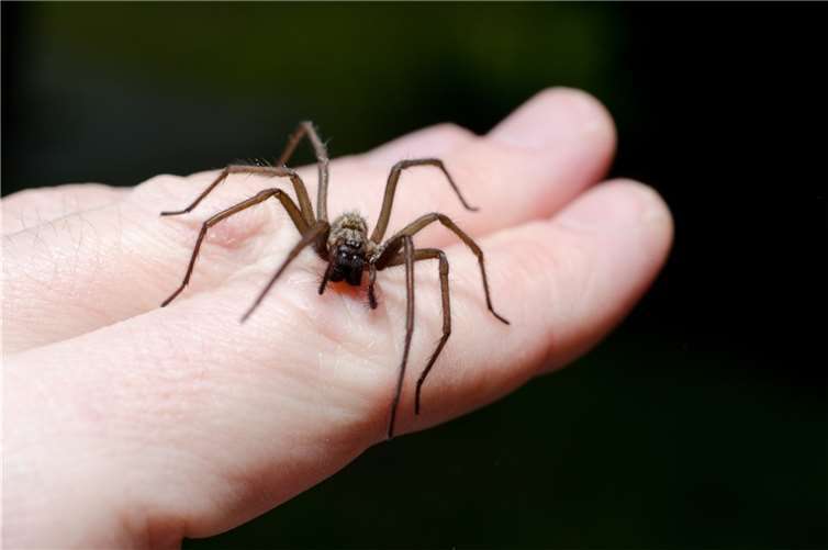 Wem dieser achtbeinigen Kollegen mehr als unangenehme Gefühle beschert, leidet wahrscheinlich an einer ebenfalls verbreiteten Phobie, der Arachnophobie. Foto: fotolia.com © ????????? ???????