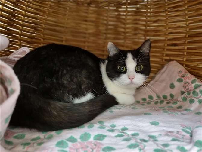 Wem gehört diese Fundkatze aus Mayen?  Foto: Sybill Limbach