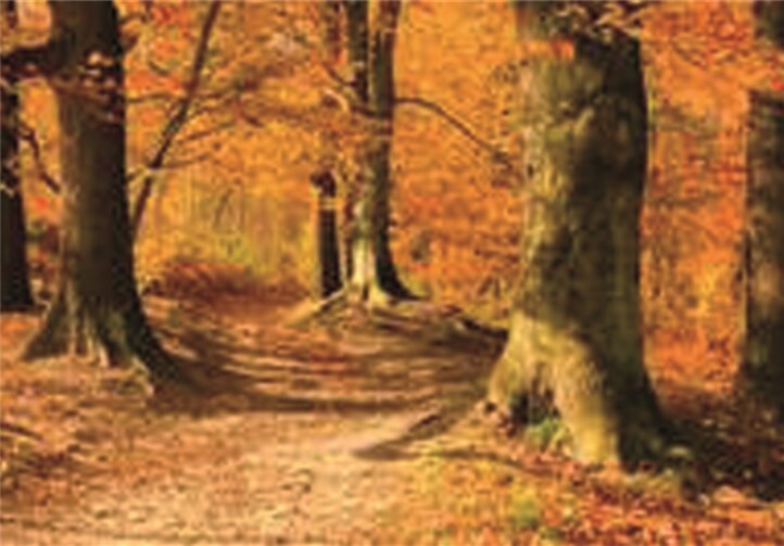 Wenn das Herbstlaub fällt ...privat