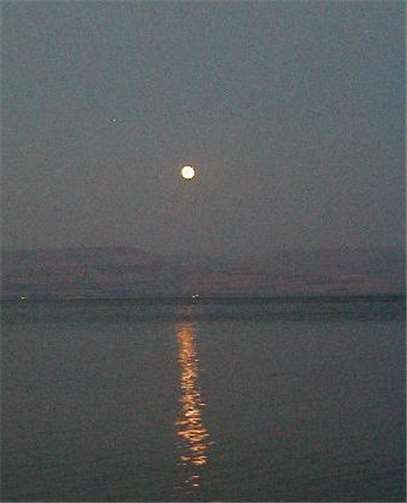 Wenn der Mond aufgeht, beginnt für viele Tiere der Tag. privat