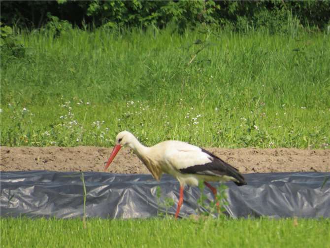 „Wir hoffen jetzt, dass es bald … klappert“ Wenn die Störche bleiben würden, könnten sie den Landwirten dabei helfen, Mäuse und Großinsekten in den Feldern als Nahrung für „ihre Kidis“ zu fangen.