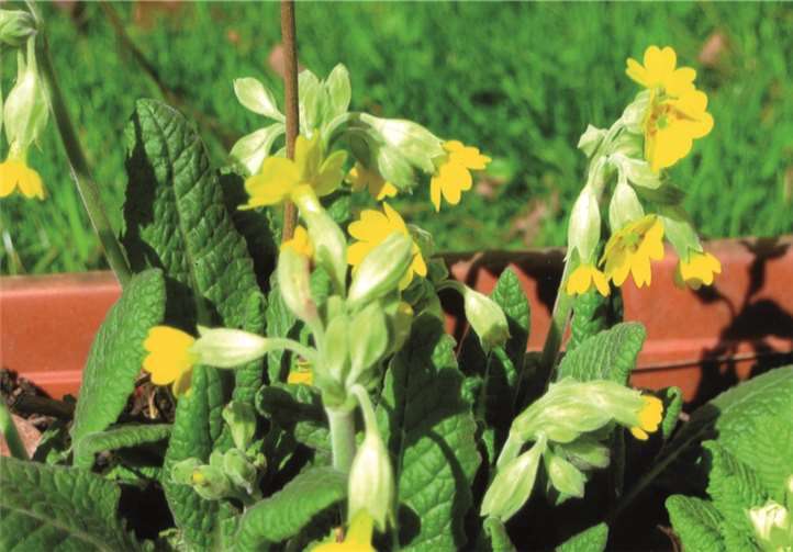 Wenn sie blüht, ist der Frühling da. Wie heißt diese Blume?Ulrich Junker