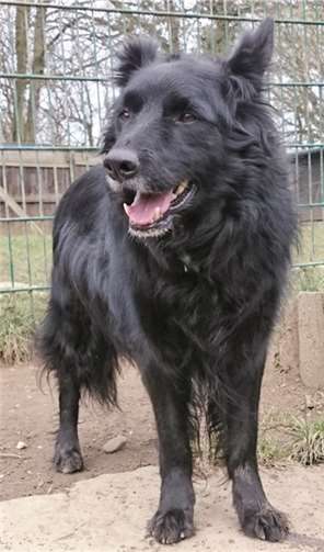 Wer Chico kennen lernen möchte, kann dies bei einem Spaziergang tun. TSV Remagen