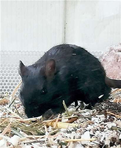 Wer Chip kennenlernen möchte, kann ihn gerne im Tierheim besuchen. Foto: Tierheim u. Tierschutzverein Kreis Ahrweiler e.V.