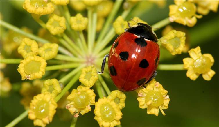Zweiter Teil des Insektensommers startet Wer das Brummen und Summen in seiner Umgebung beobachtet kann Teil der Mitmachaktion des NABU werden. Foto: Helge May/NABU
