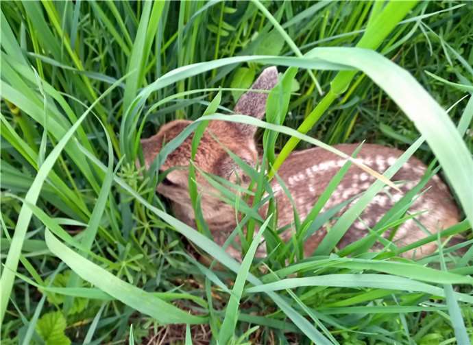 Wer ein Rehkitz im Feld oder auf einer Wiese findet, sollte dies weder anfassen noch vermeintlich retten, so die Bitte der Kreisjäger.  Foto: JOST