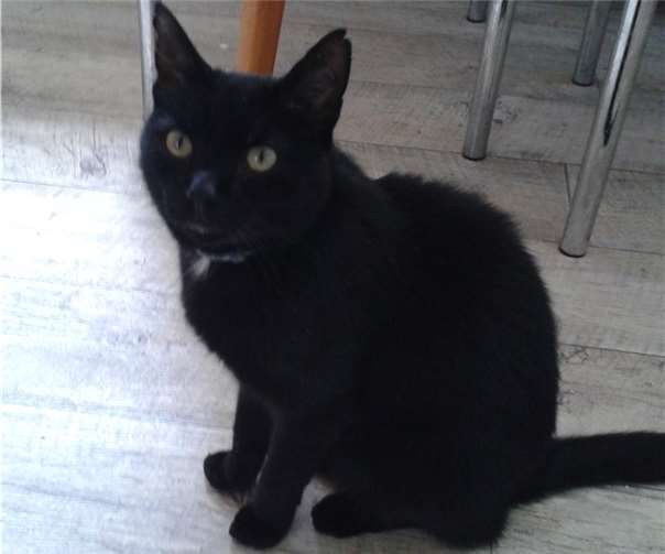 Wer gibt Gismo ein Zuhause? Foto: Privat