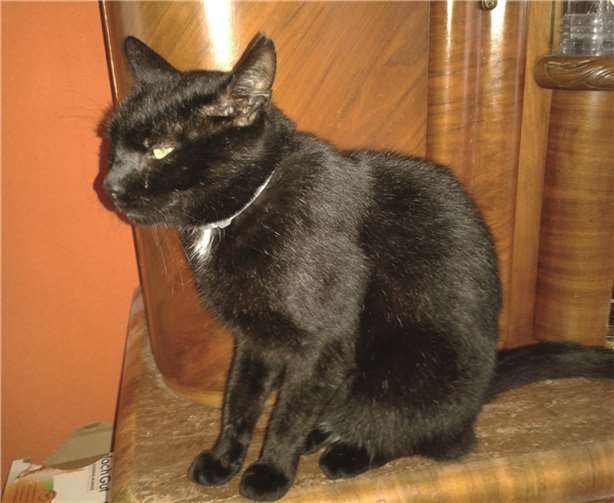 Wer gibt Gismo ein Zuhause?. privat