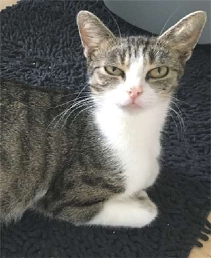 Wer gibt der dreijährigen Bibi ein ruhiges Heim mit Freigang?