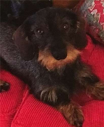 Wer hat Zwergdackelrüde Andi gesehen?privat