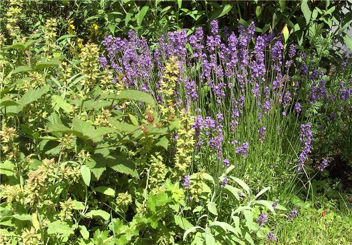Wer hat den schönsten Garten in der Barbarossastadt?