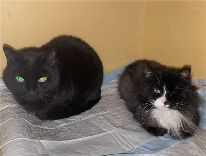 Wer hat ein Herz für Momo und Pedro? Foto: Katzenschutzfreunde Rhein-Ahr-Eifel e.V.