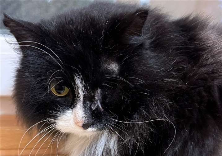Wer hat ein Herz für den kleinen Momo? Foto: privat