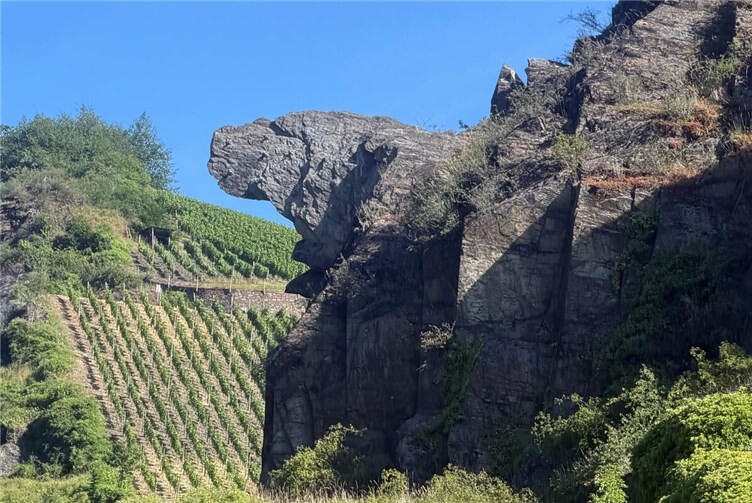 Wer im Ahrtal bei Walporzheim den Blick nach oben richtet, entdeckt hoch über der Rotweinstraße einen Felsen, der aussieht, als würde eine Kuh den Kopf in den Himmel strecken und laut muhen.